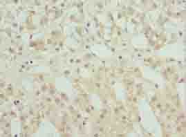 RNF10 Antibody