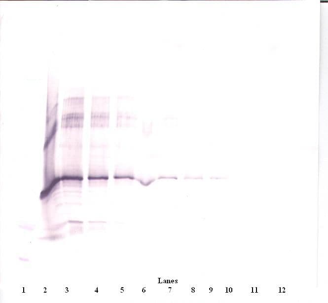 CCN3 / NOV Antibody (Biotin)