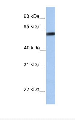 YAP / YAP1 Antibody (aa351-400)