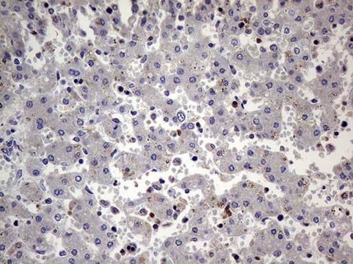 Monoclonal Mouse anti-Human PRRT2 Antibody (clone OTI9H8, Carrier-free, aa152-268, IHC, WB)