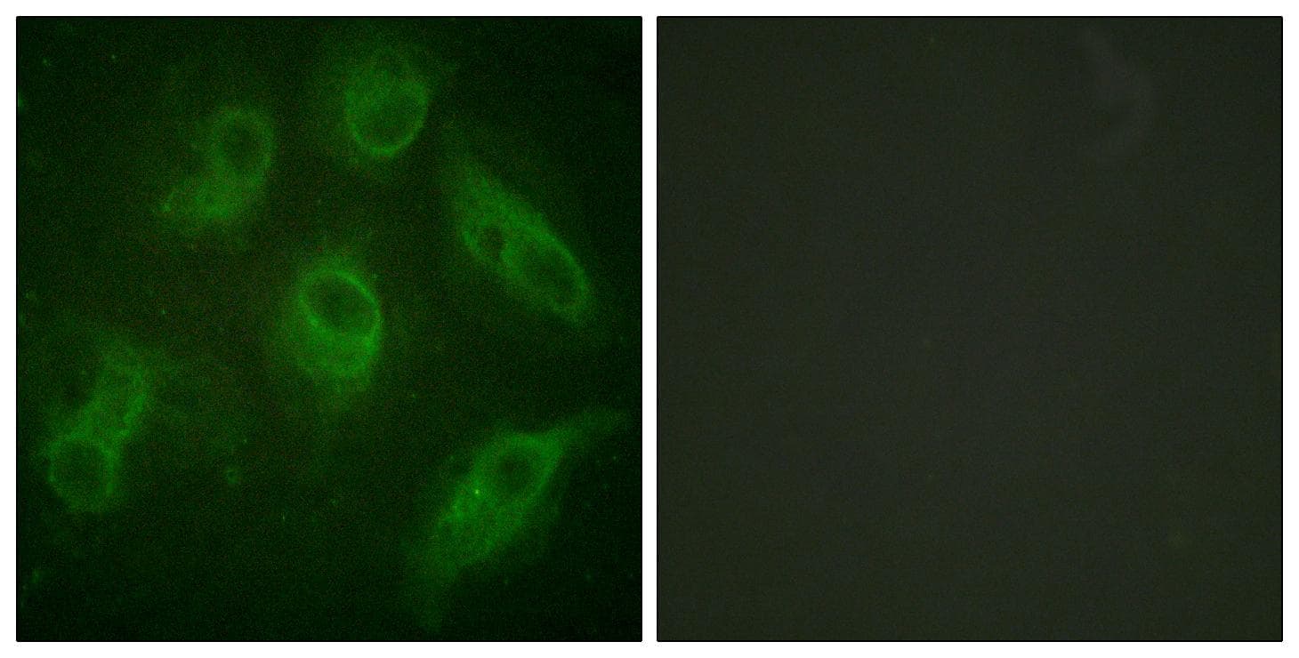 Polyclonal Rabbit anti-Human MAP4 Antibody (Ab-696, IHC, IF)
