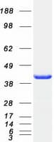 Human ARFIP2 / Arfaptin 2 Protein (Recombinant Myc-DDK (Flag))