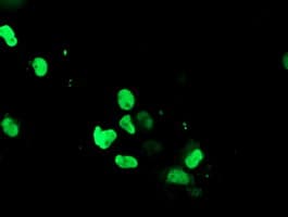 RYBP Antibody (clone OTI4E10, Carrier-free)