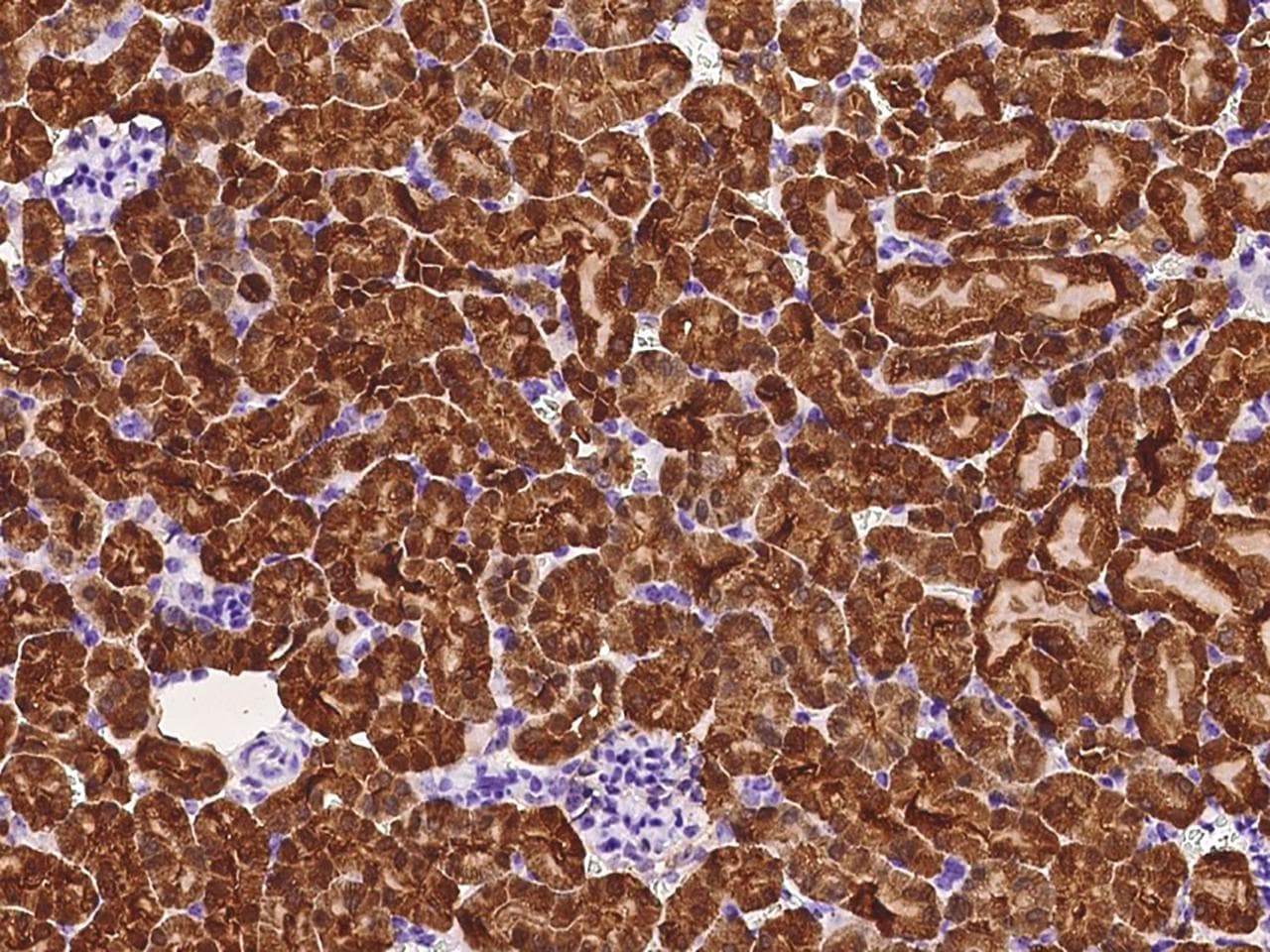 Polyclonal Rabbit anti-Mouse PRDX5 / Peroxiredoxin 5 Antibody (IHC, WB)