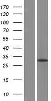 KCTD21 Protein (Over-Expression Lysate Myc-DDK (Flag))