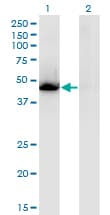 NR1H3 / LXR Alpha Antibody (clone 3E9)
