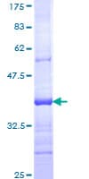 Human TYRO3 Protein (Recombinant GST, N-terminus)