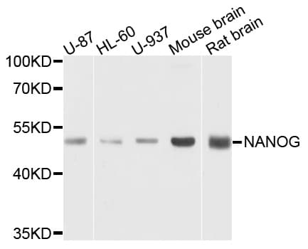 NANOG Antibody