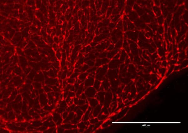 RFP / Red Fluorescent Protein Antibody (Biotin)