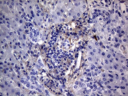 PMP22 Antibody (clone OTI5D1)