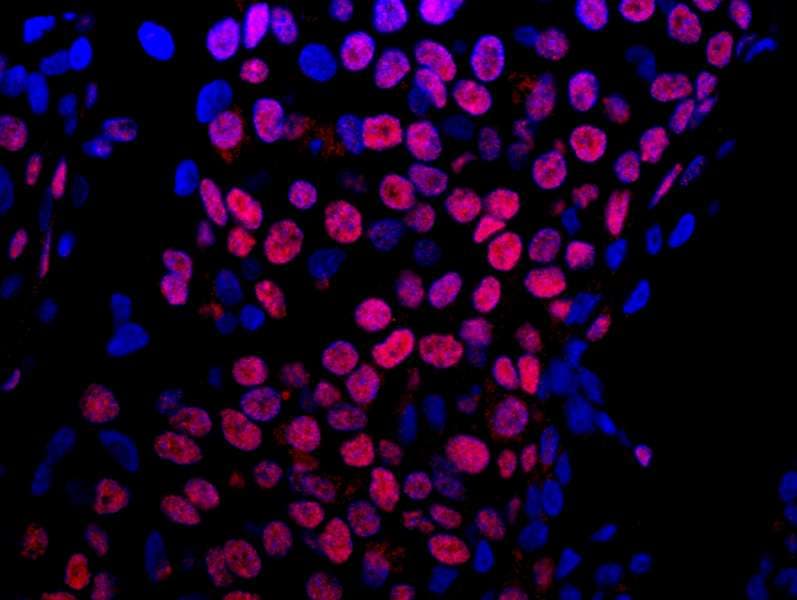 HNRNPUL1 Antibody (aa50-100)