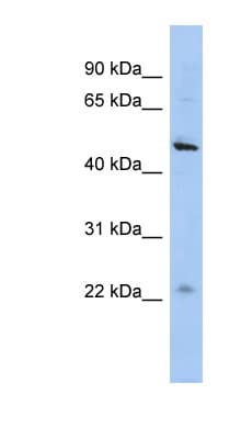 C12orf50 Antibody (aa35-84)