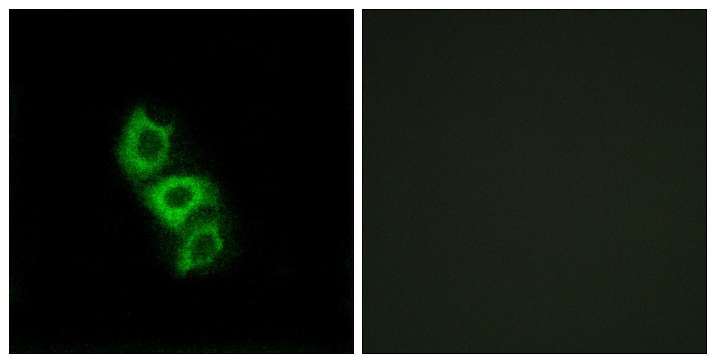 APOL5 / Apolipoprotein L 5 Antibody
