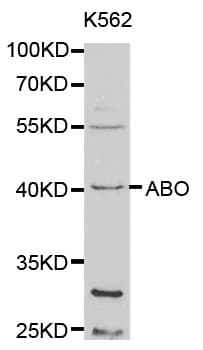 ABO Glycosyltransferase Antibody