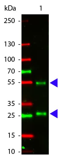Rabbit Anti-Goat IgG Secondary Antibody (Atto 550)