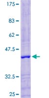 Human LYZL4 Protein (Recombinant GST)