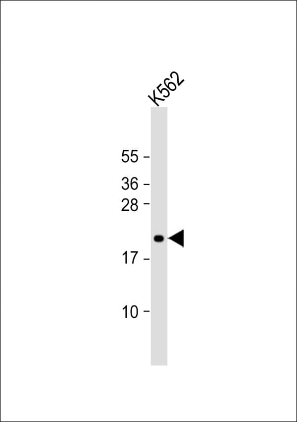 MOBKL2C / MOB3C Antibody