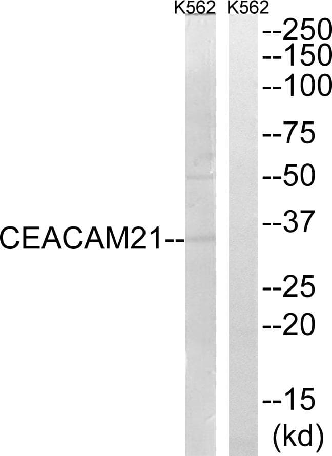 CEACAM21 Antibody