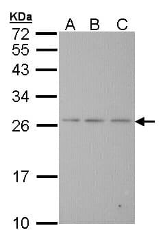 IHC-plus™ BAK1 / BAK Antibody