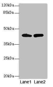 NMUR1 Antibody