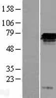FGD2 Protein (Over-Expression Lysate Myc-DDK (Flag))