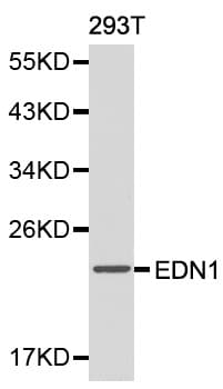 IHC-plus™ EDN1 / Endothelin 1 Antibody