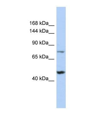 MGA / MAD5 Antibody (aa135-184)