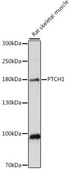 Polyclonal Rabbit anti-Human PTCH1 / Patched 1 Antibody (WB)