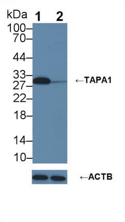 Polyclonal Rabbit anti-Human CD81 Antibody (aa113-201, WB)