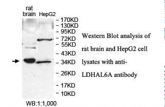 Polyclonal Rabbit anti-Human LDHAL6A Antibody (aa10-190, IHC, WB)