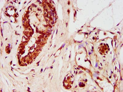 ZNF703 Antibody