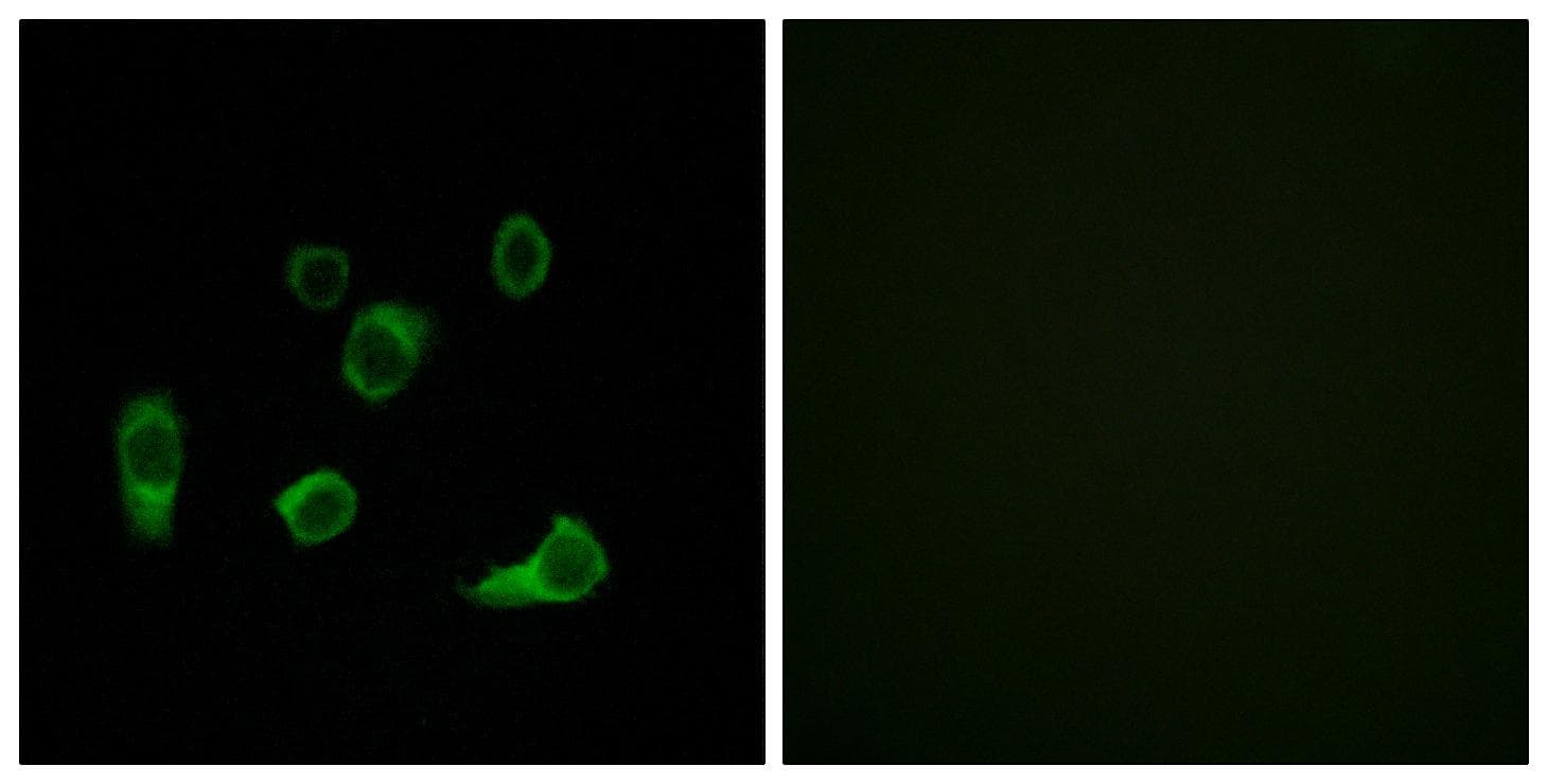 AUTL1 / ATG4C Antibody