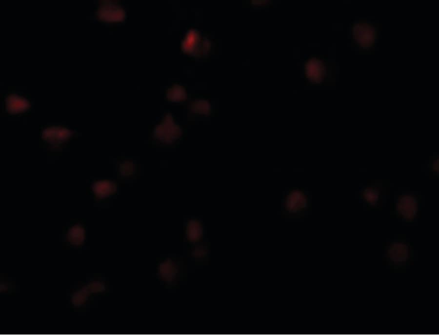 IHC-plus™ Polyclonal Rabbit anti-Human OCIAD2 Antibody (IHC, IF, WB)