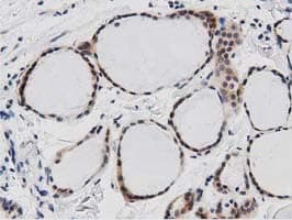 DNAJA2 Antibody (clone OTI3A10)