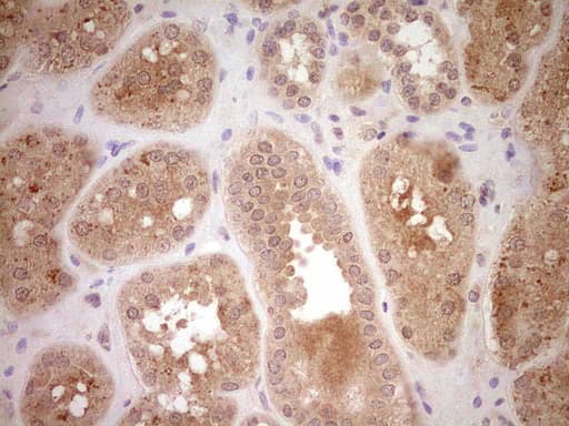 SAV1 / WW45 Antibody (aa167-383, clone OTI2B7, Carrier-free)