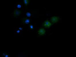 NDUFB10 Antibody (clone OTI5C12, Carrier-free)