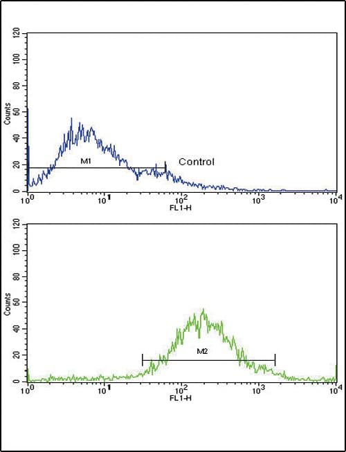 IHC-plus™ IGFBP2 / IGF-BP53 Antibody (aa277-305)