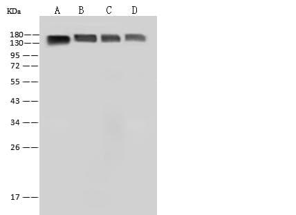 Polyclonal Rabbit anti-Mouse ITGB1 / Integrin Beta 1 / CD29 Antibody (Preservative Free, WB)