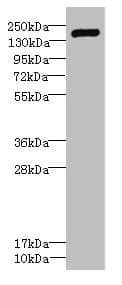 VARS / ValRS Antibody