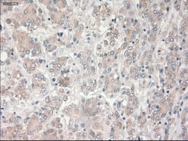 Monoclonal Mouse anti-Human Prominin 2 / PROM2 Antibody (clone OTI14D1, IHC, IF, WB)