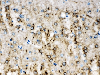 INA / Alpha Internexin Antibody