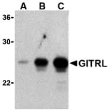 TNFSF18 / GITRL Antibody