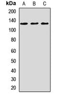 CACNA2D3 / Alpha-2/Delta-3 Antibody