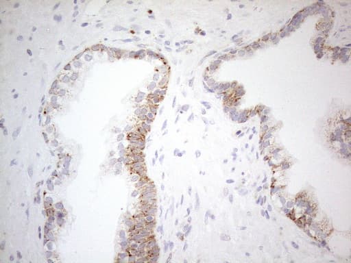 NAPSA / NAPA / Napsin A Antibody (aa64-244, clone OTI9F1)