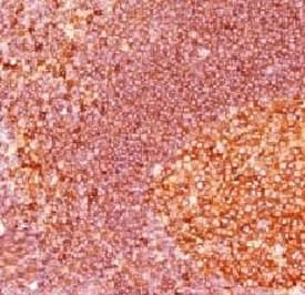 MALT1 Antibody (aa701-808, clone 4NMT-3, Ready-to-Use)