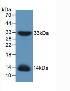 IRS1 Antibody (aa837-1089, PE)