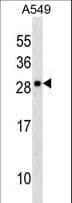 Polyclonal Rabbit anti-Human CLCF1 Antibody (aa46-72, WB)