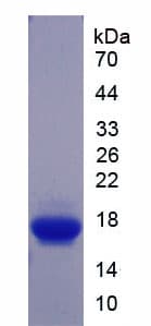Mouse GDF9 / GDF-9 Protein (Recombinant His-T7)