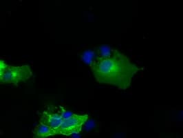NPR3 Antibody (clone OTI2G2)