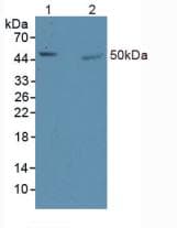 ZIF268 / EGR1 Antibody (aa273-431, APC)